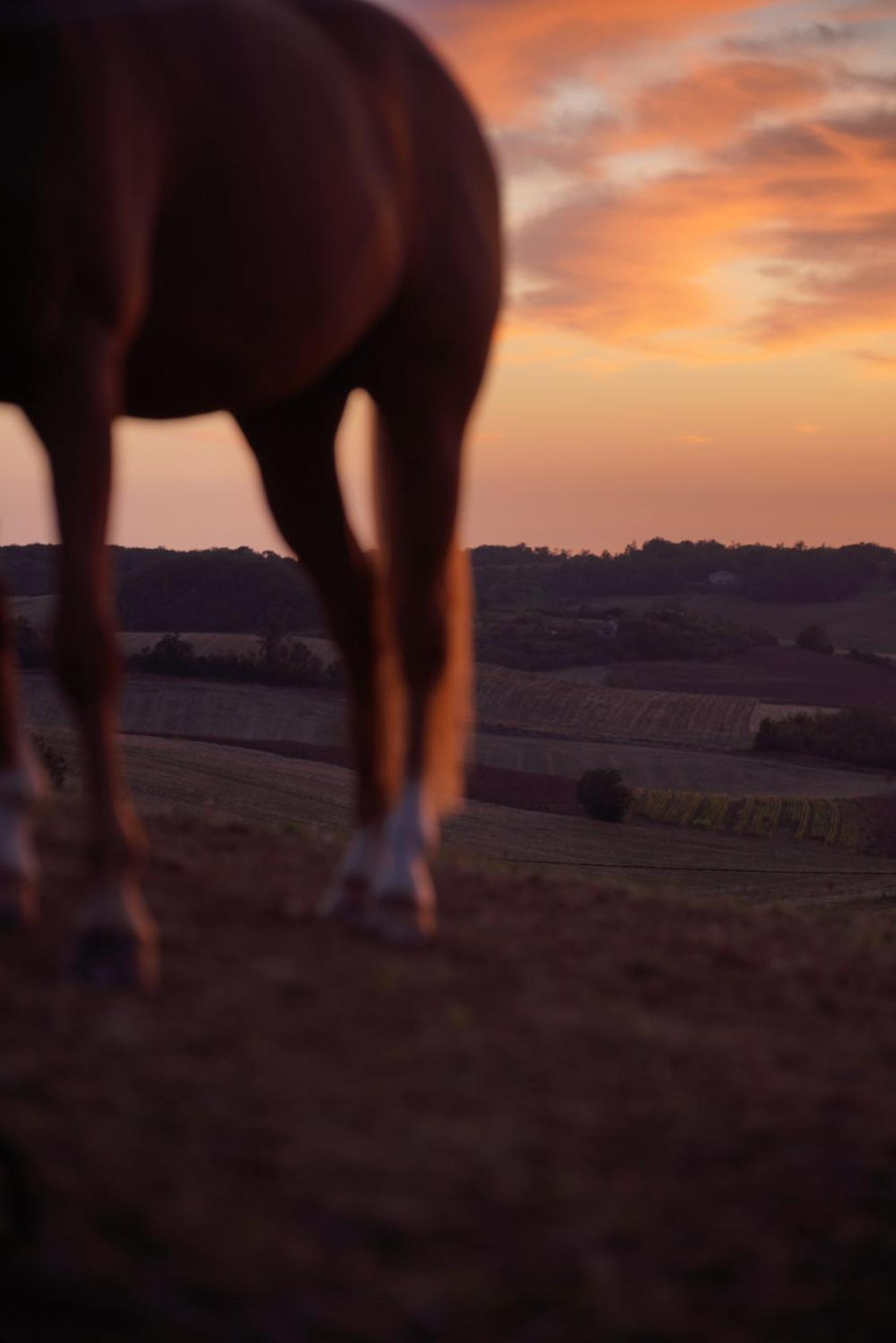Logement Entier De Charme, Gite Equestre Gers Flamarens Esterno foto
