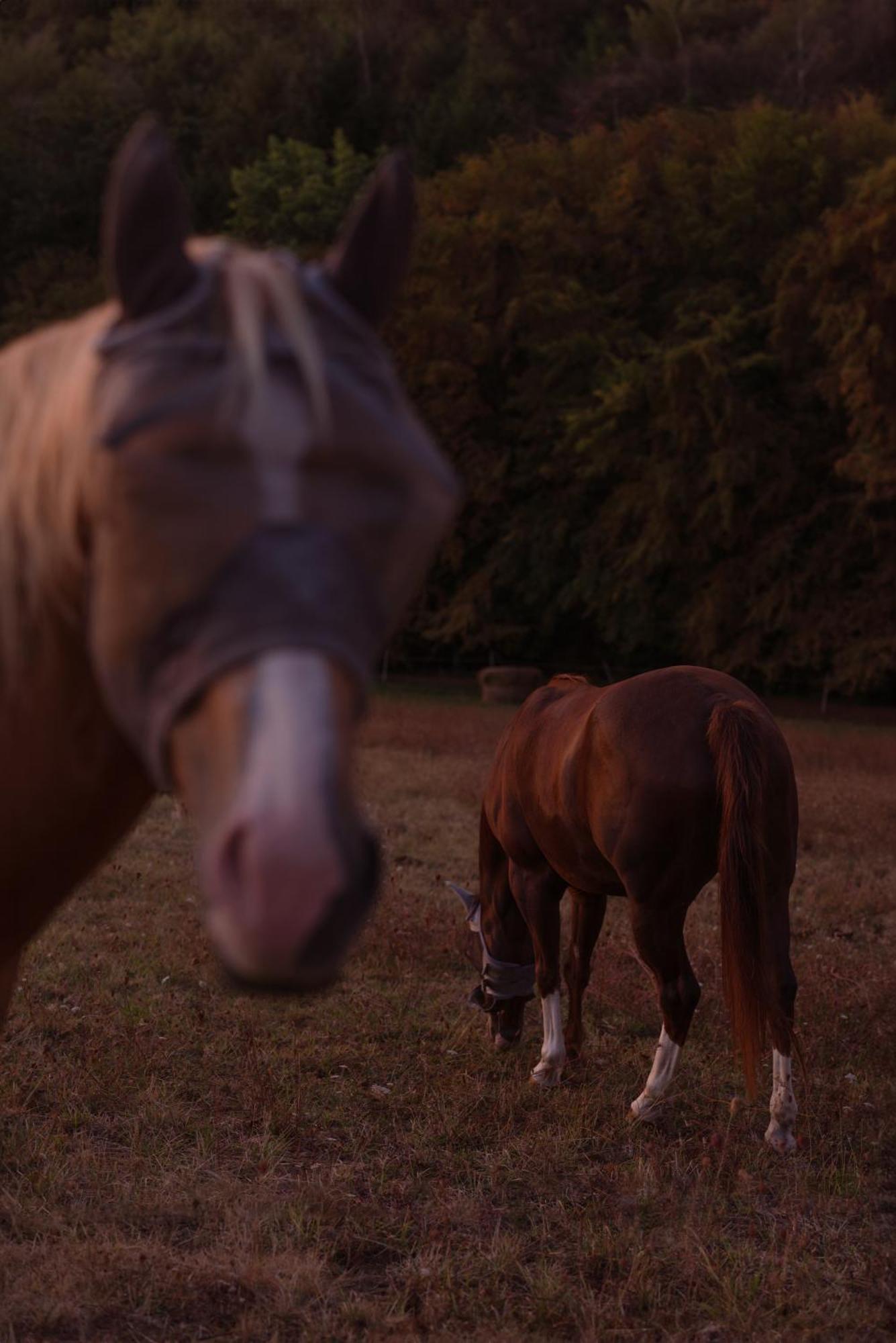 Logement Entier De Charme, Gite Equestre Gers Flamarens Esterno foto